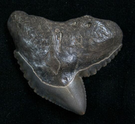 Giant Fossil Tiger Shark Tooth From Georgia #7645